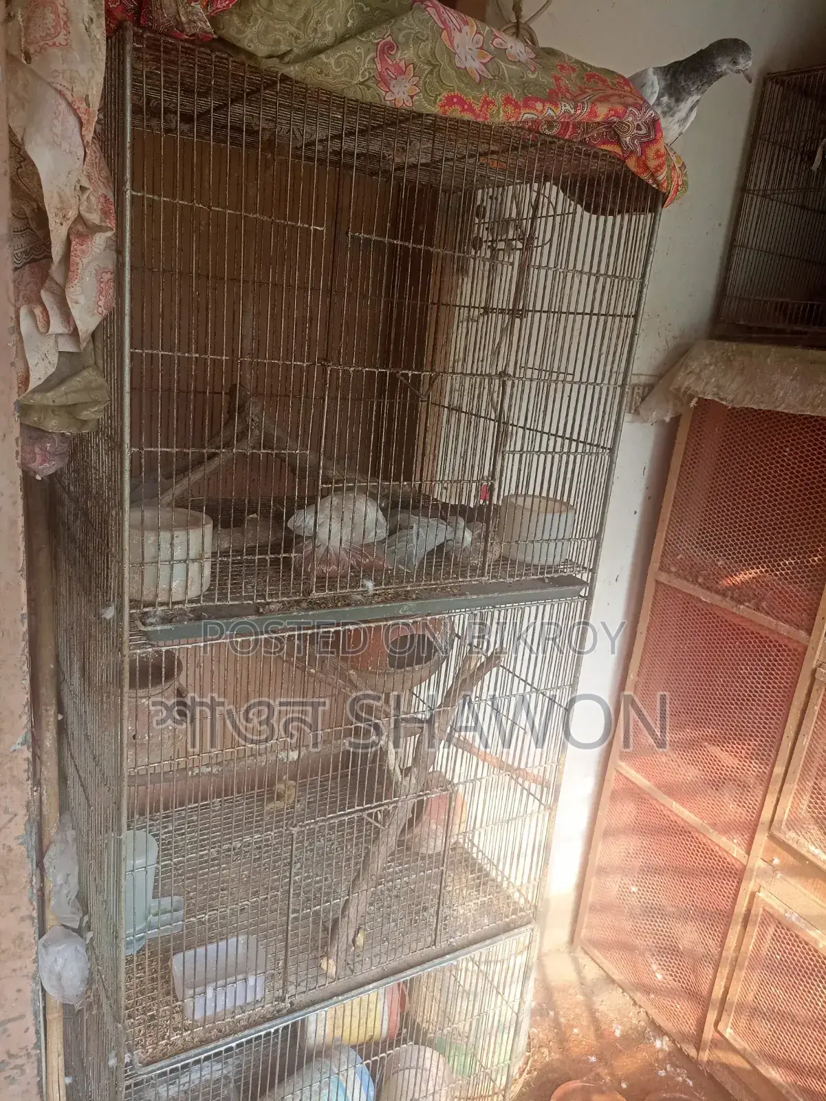 70 Inch Long Heavy Bird Cage Urgent Sale