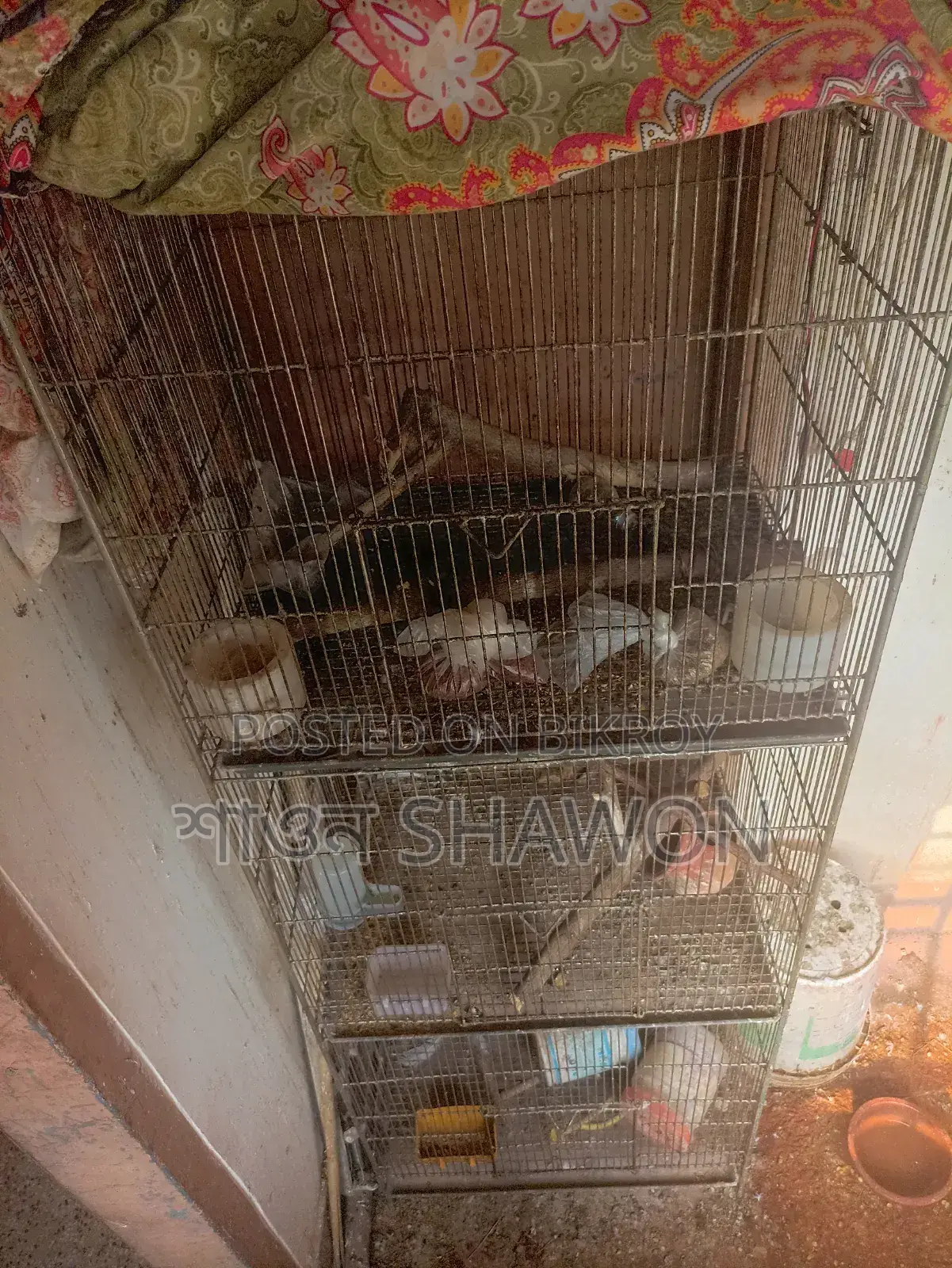70 Inch Long Heavy Bird Cage Urgent Sale