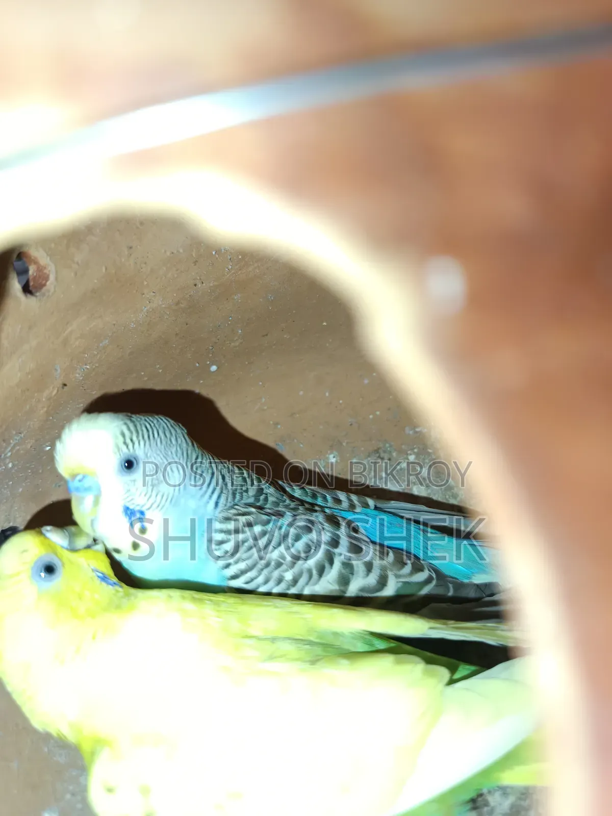 A pair of running Budgie birds