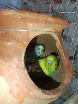 A pair of running Budgie birds