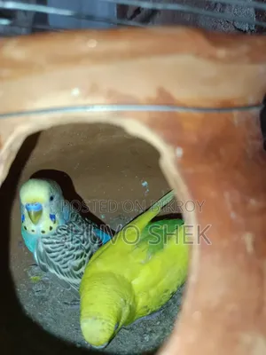 A pair of running Budgie birds