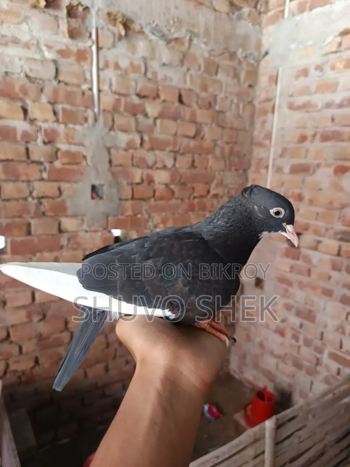Very beautiful pigeons