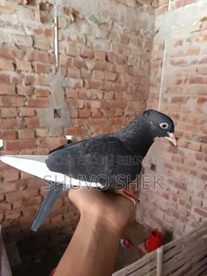 Very beautiful pigeons