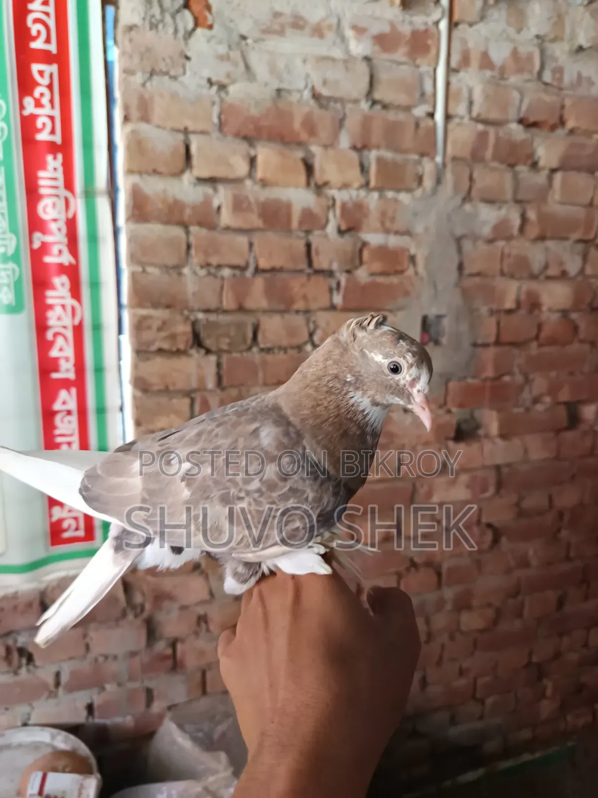 Very beautiful pigeons