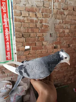 Very beautiful pigeons