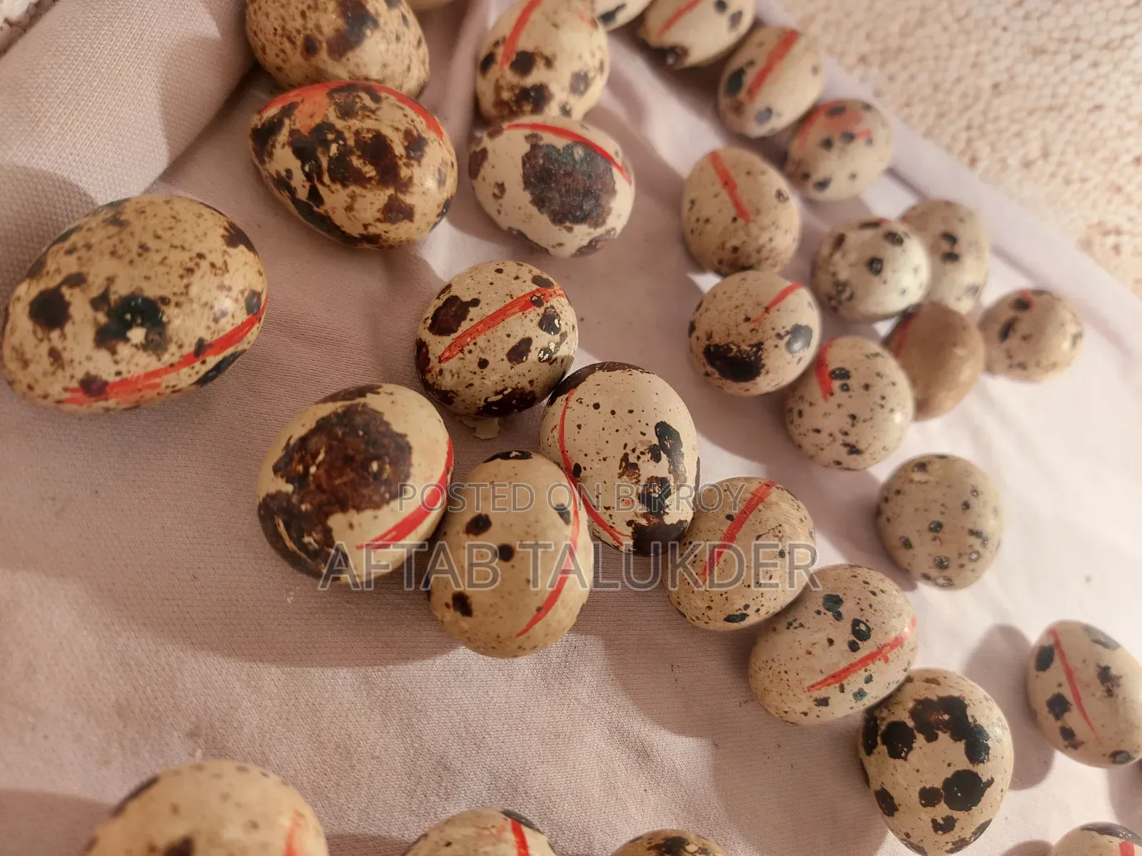 European Quail