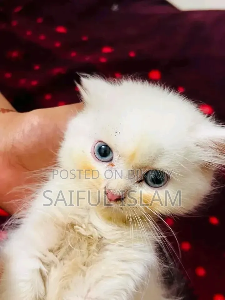 1-3 Months Male Purebred Persian