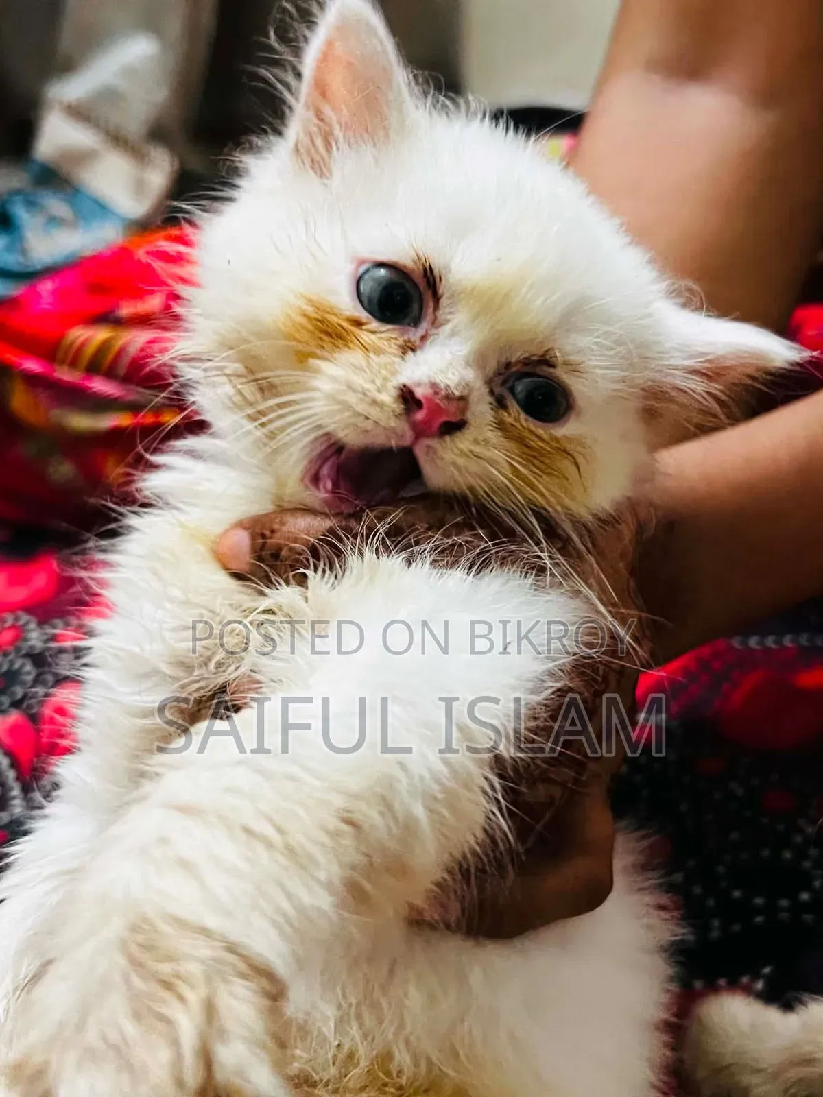1-3 Months Male Purebred Persian