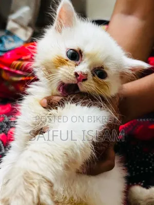 1-3 Months Male Purebred Persian