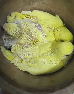 বাজিগার বেবি