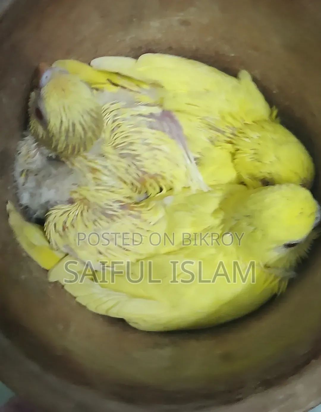 বাজিগার বেবি