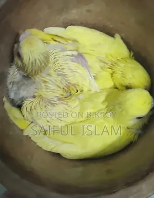 বাজিগার বেবি