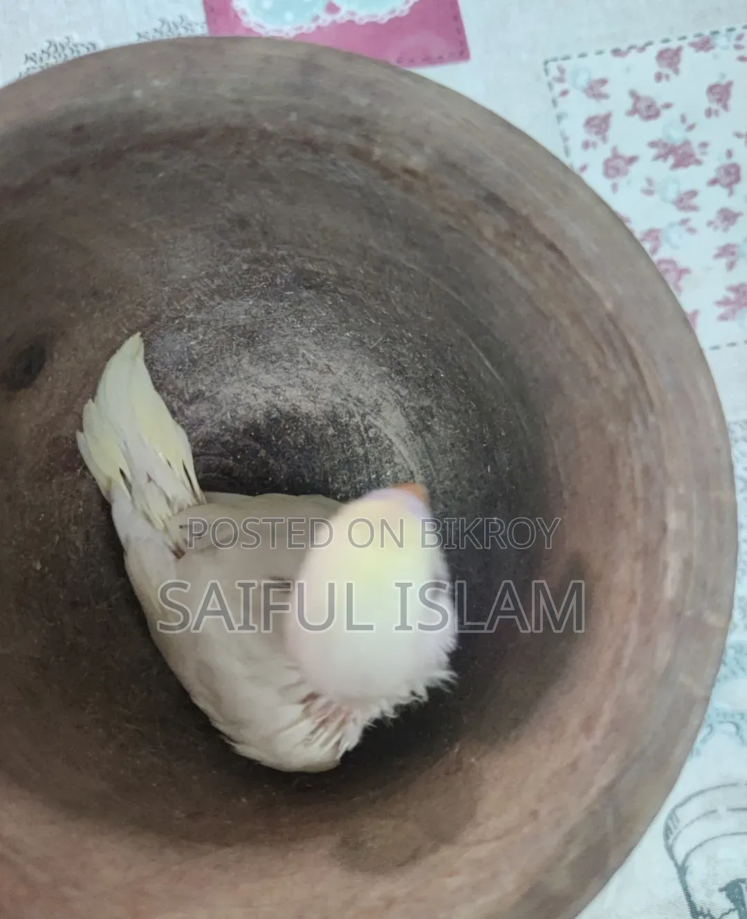 বাজিগার বেবি