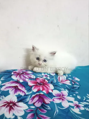 ১-৩ মাসের ফিমেল পিওর ব্রেড পার্সিয়ান