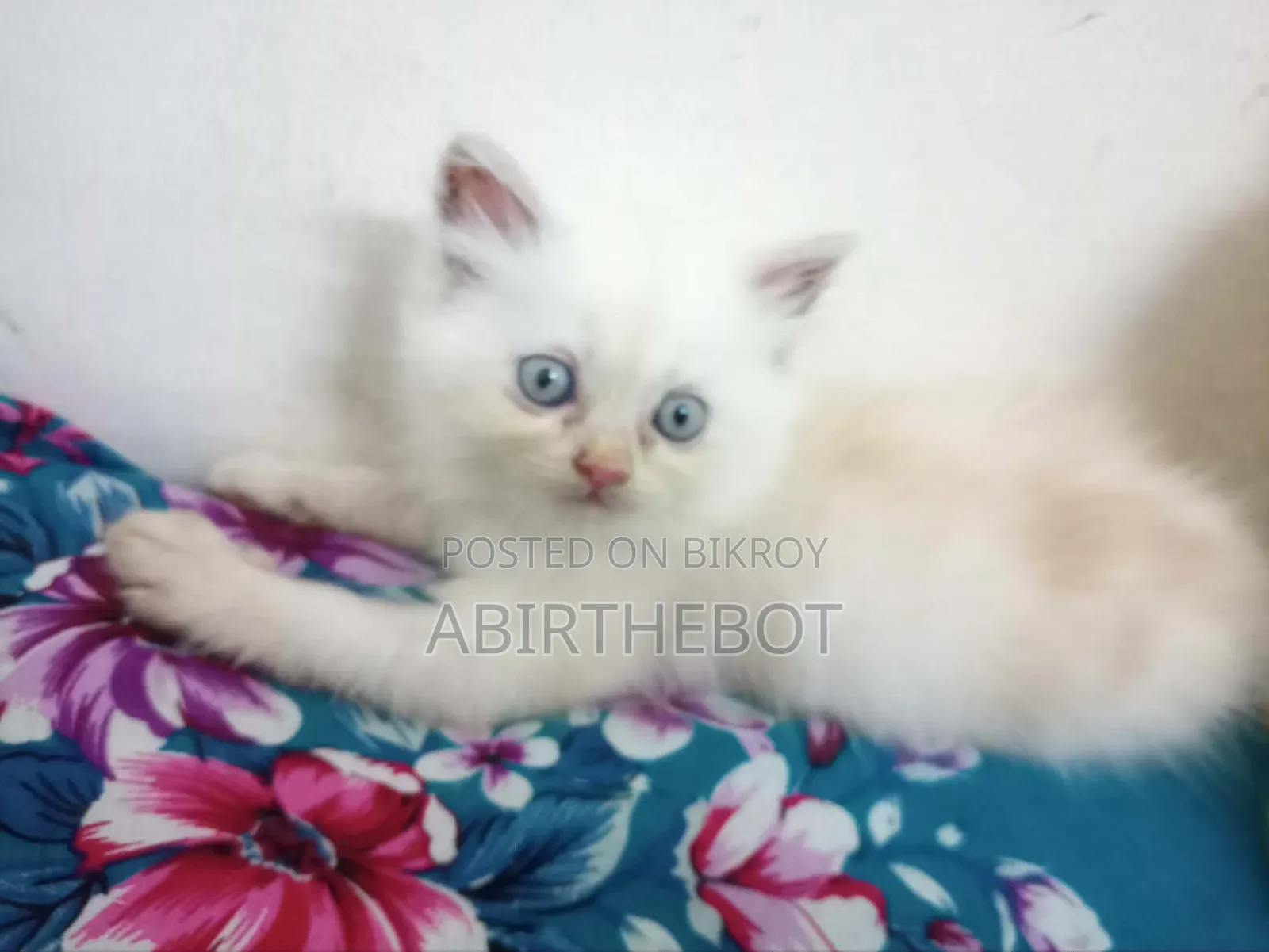 ১-৩ মাসের ফিমেল পিওর ব্রেড পার্সিয়ান