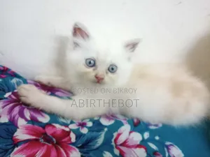 ১-৩ মাসের ফিমেল পিওর ব্রেড পার্সিয়ান