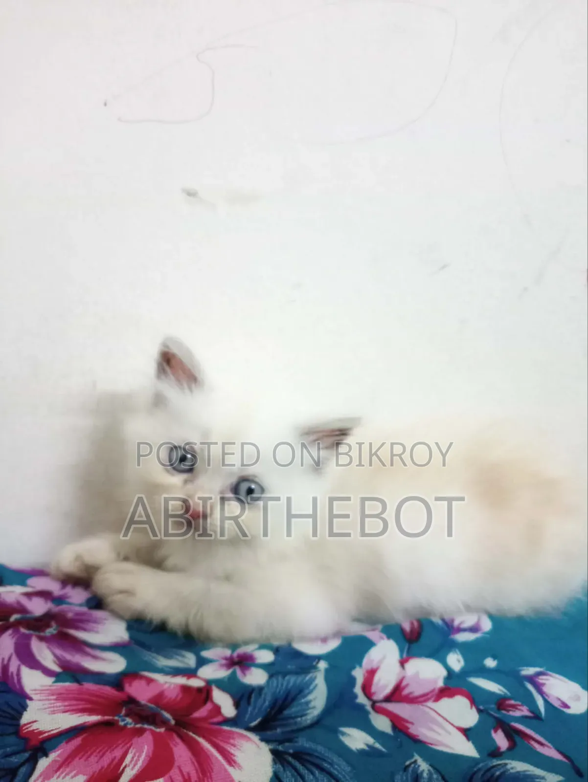 ১-৩ মাসের ফিমেল পিওর ব্রেড পার্সিয়ান