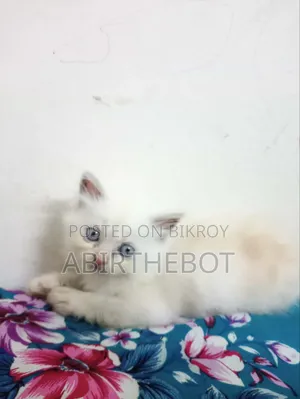 ১-৩ মাসের ফিমেল পিওর ব্রেড পার্সিয়ান