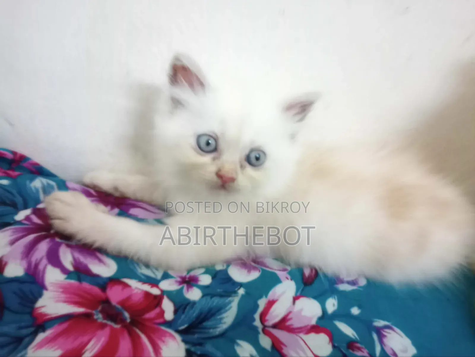 ১-৩ মাসের ফিমেল পিওর ব্রেড পার্সিয়ান