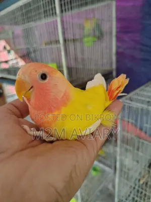 লুটিনো রেড হেড অপালাইন