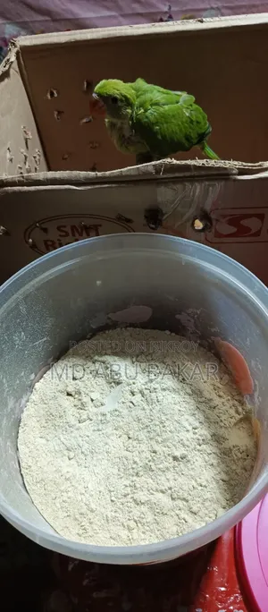 বাচ্চা পাখির অর্গানিক ফিট