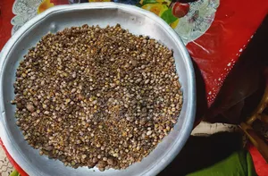 বাচ্চা পাখির অর্গানিক ফিট