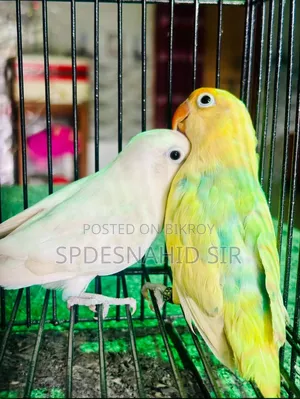 Lovebirds DNA Pair