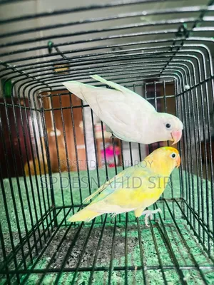 Lovebirds DNA Pair