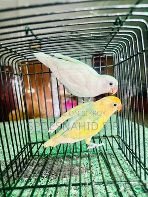Lovebirds DNA Pair