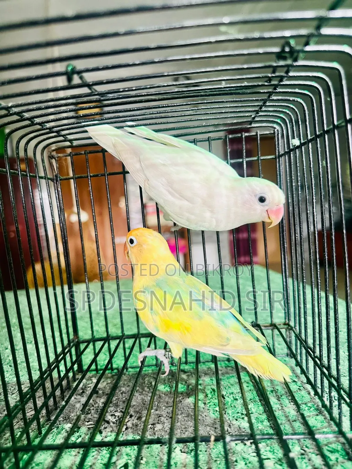 Lovebirds DNA Pair