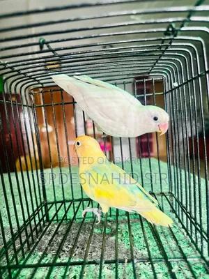 Lovebirds DNA Pair