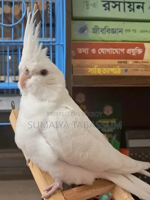 Urgent Sale – White Cockatiel (Hand Tame) 
 Age: 7 Months