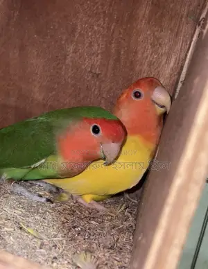 রানিং লাব্বাট সেল করা হবে ব্রিডিং বক্স সহ
