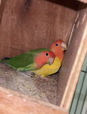 রানিং লাব্বাট সেল করা হবে ব্রিডিং বক্স সহ