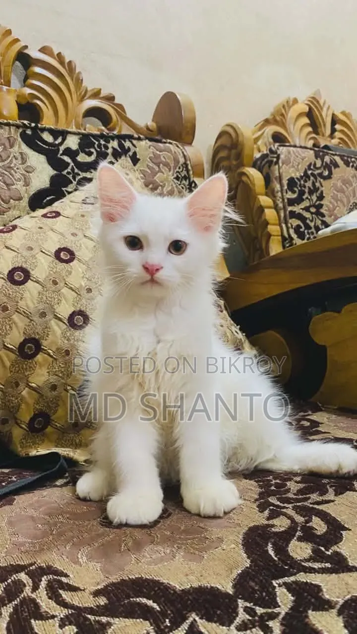 ১-৩ মাস বয়সী পুরুষ পিওরব্রেড পার্সিয়ান বিড়াল