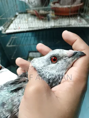 Afsan Grizale (Master Pair) with Chicks