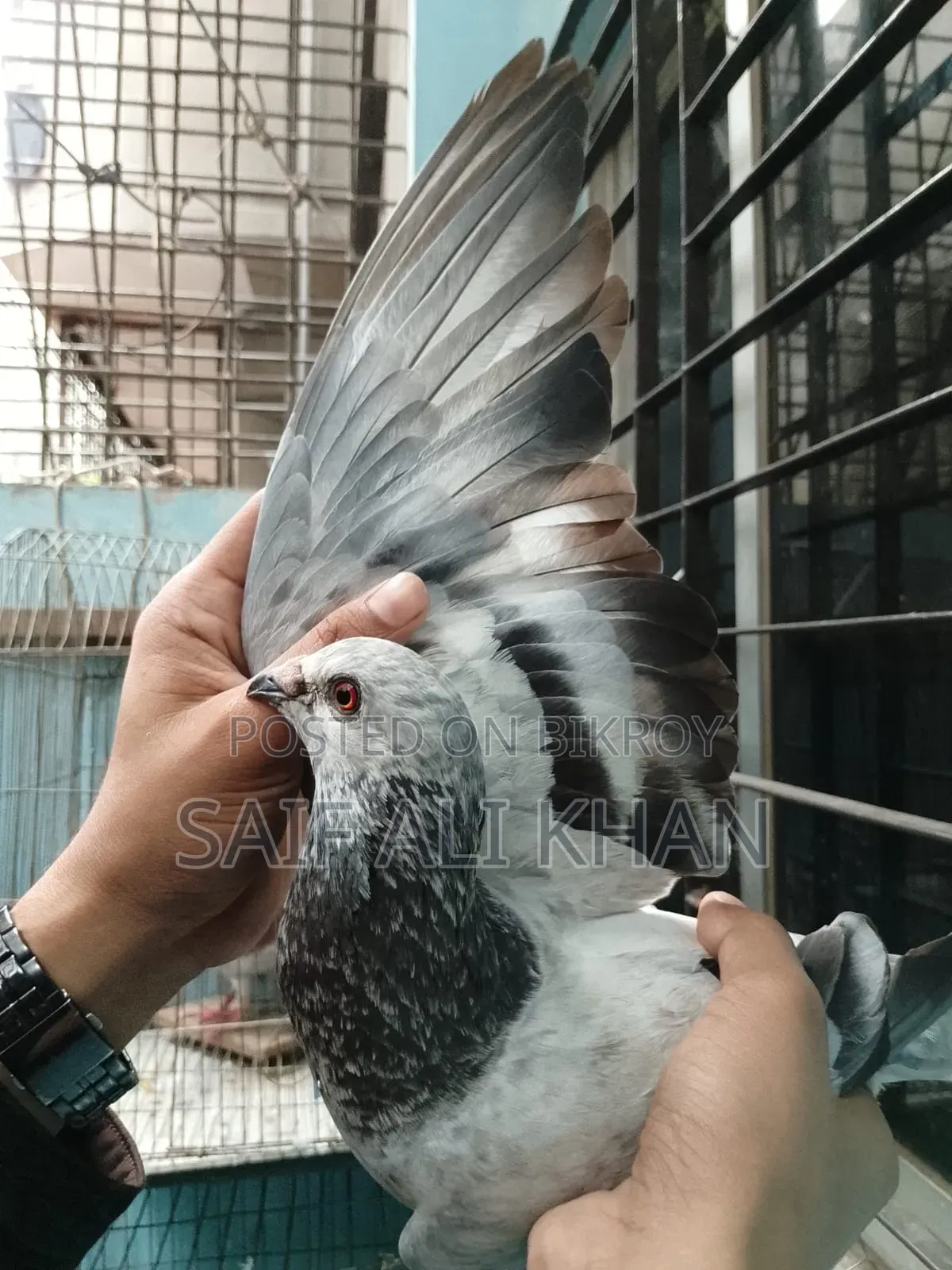 Afsan Grizale (Master Pair) with Chicks