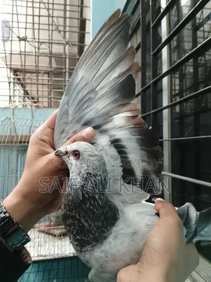 Afsan Grizale (Master Pair) with Chicks