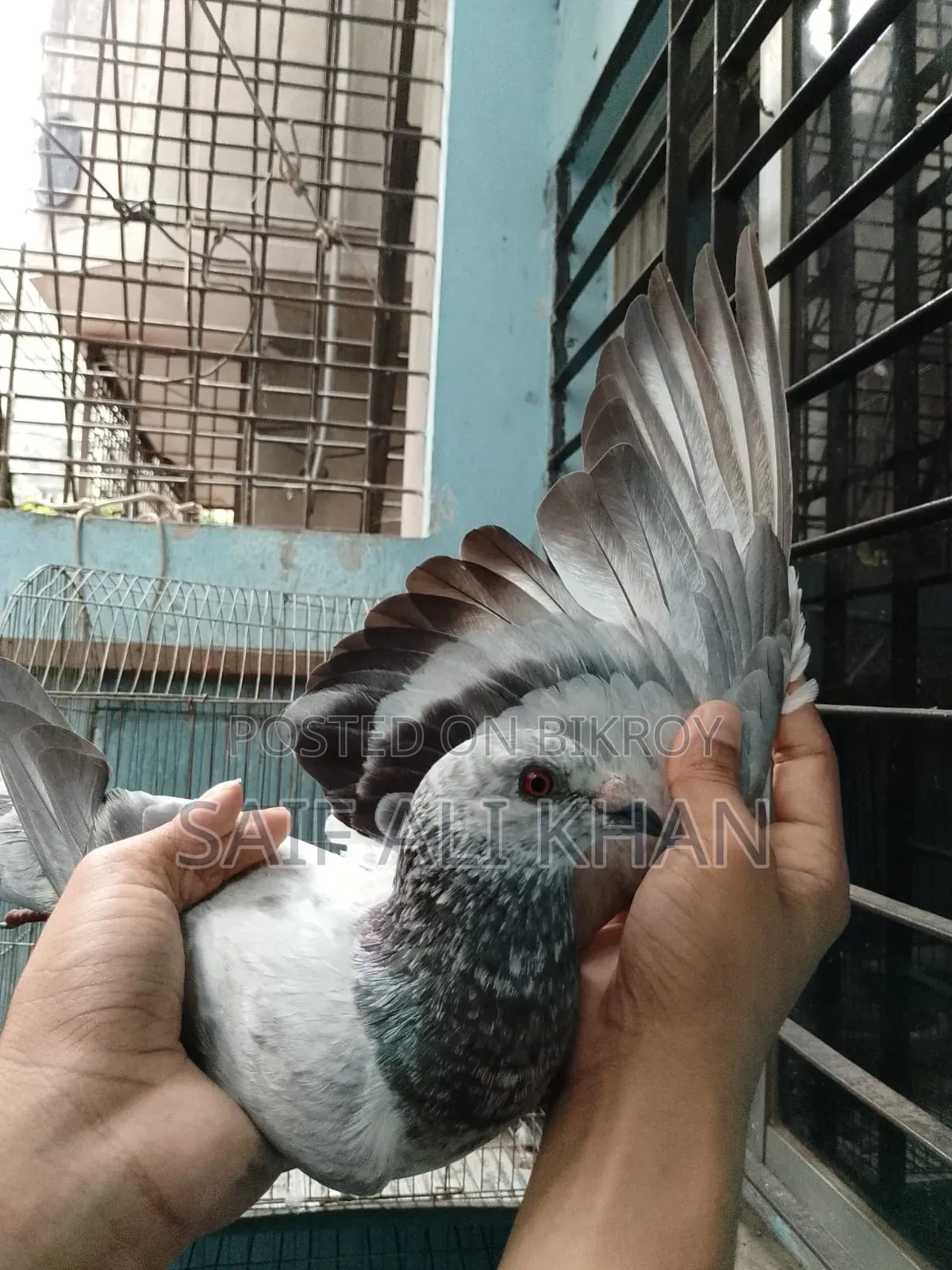 Afsan Grizale (Master Pair) with Chicks