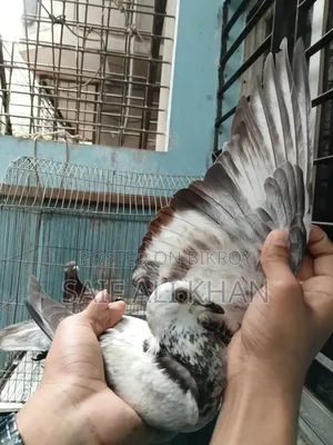 Afsan Grizale (Master Pair) with Chicks