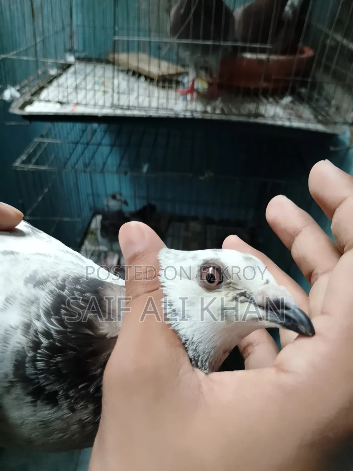 Afsan Grizale (Master Pair) with Chicks