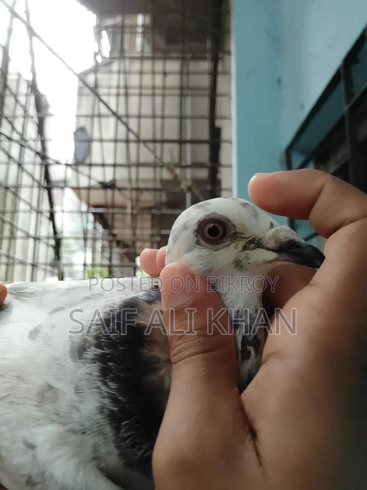 Afsan Grizale (Master Pair) with Chicks