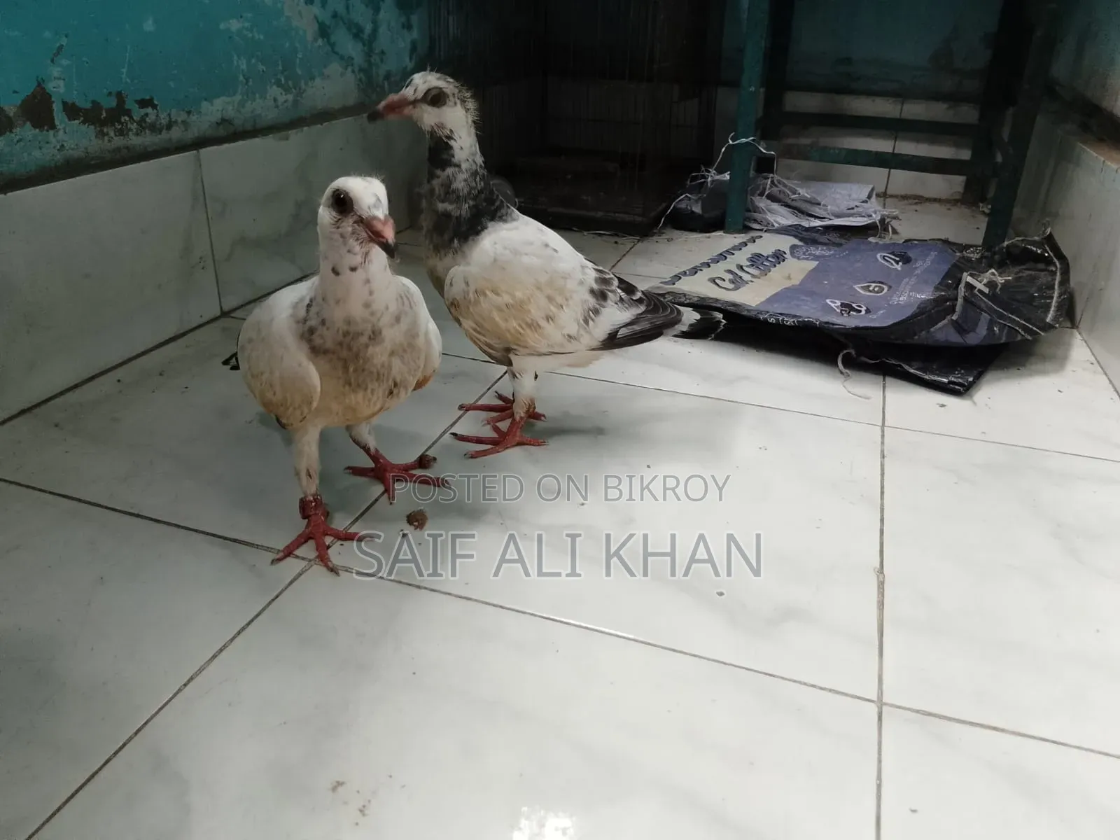 Afsan Grizale (Master Pair) with Chicks