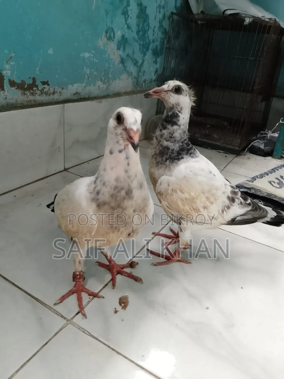Afsan Grizale (Master Pair) with Chicks