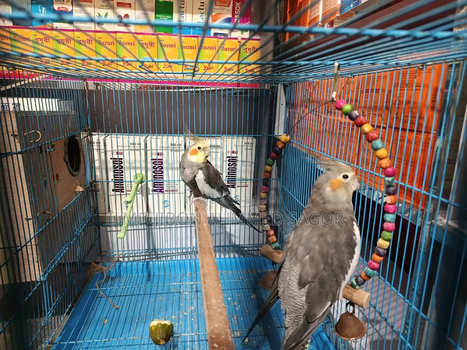 Cockatiel Birds