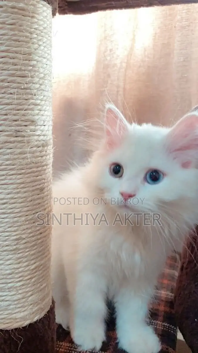 ১-৩ মাস বয়সী স্ত্রী বিশুদ্ধ পার্সিয়ান বিড়াল