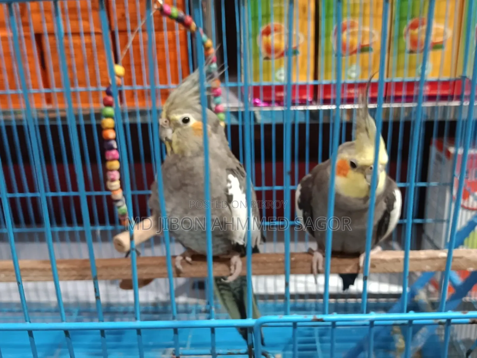 Cockatiel Birds