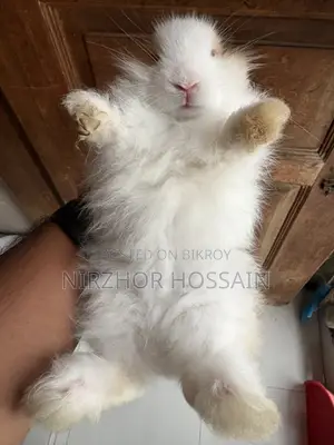 Baby Rabbit (Angora Breed)