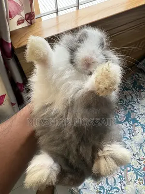Baby Rabbit (Angora Breed)