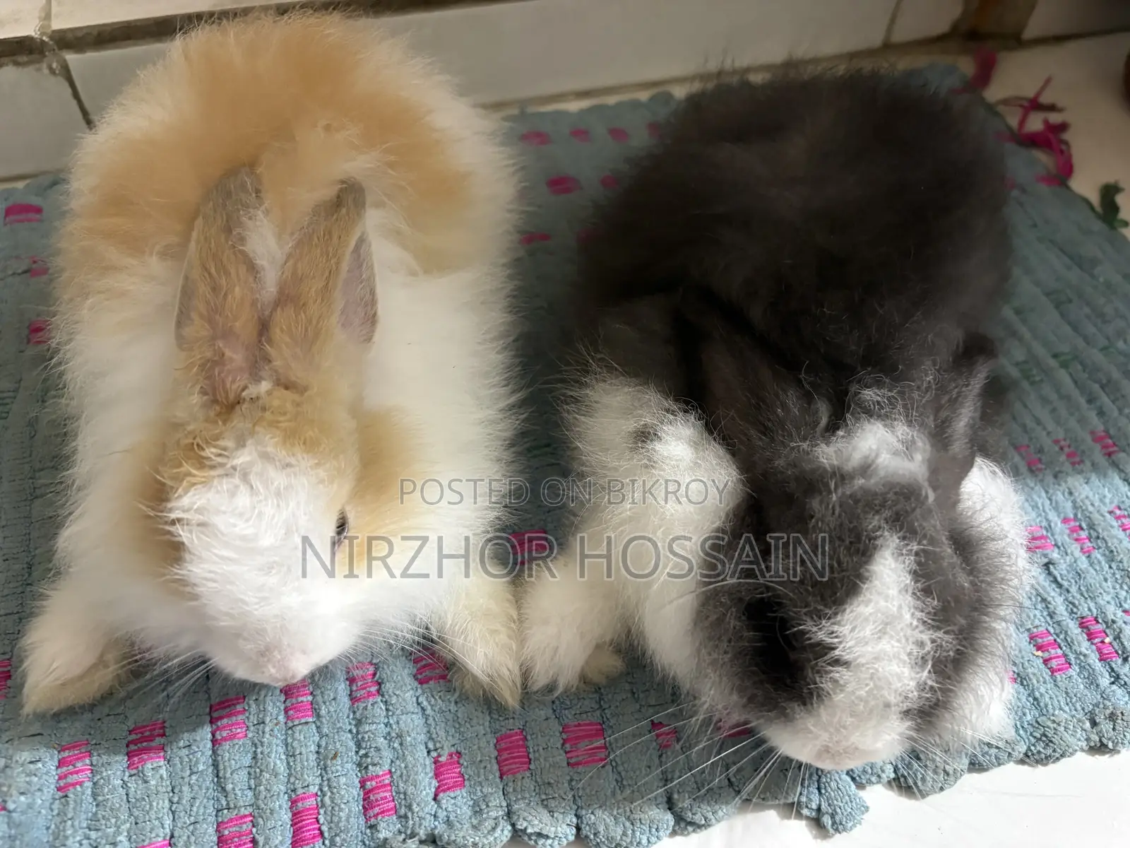 Baby Rabbit (Angora Breed)